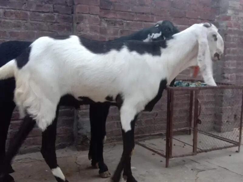 Beetal | Bakra | 8 Dant | Goat | 6 Dant | بکرا | Goat for Sale