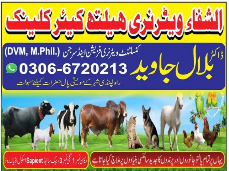 Veterinary Doctor (جانوروں کا ڈاکٹر)