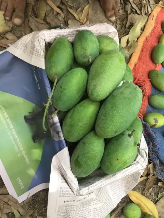 Khanzada mango farm