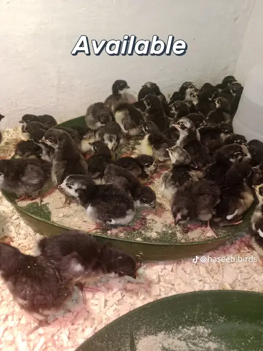 Australorp chicks available karachi