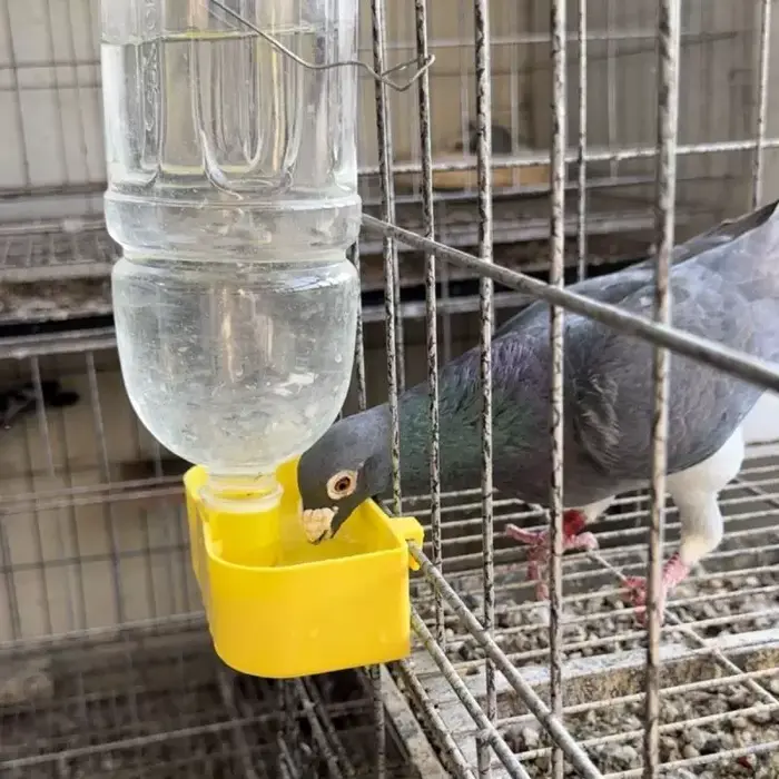 Birds Water Feeder For Sale, G15 Islamabad.