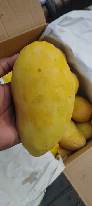 Premium Chaunsa Mangoes Fresh from Shahi Mango Farm, Rahim Yar Khan
