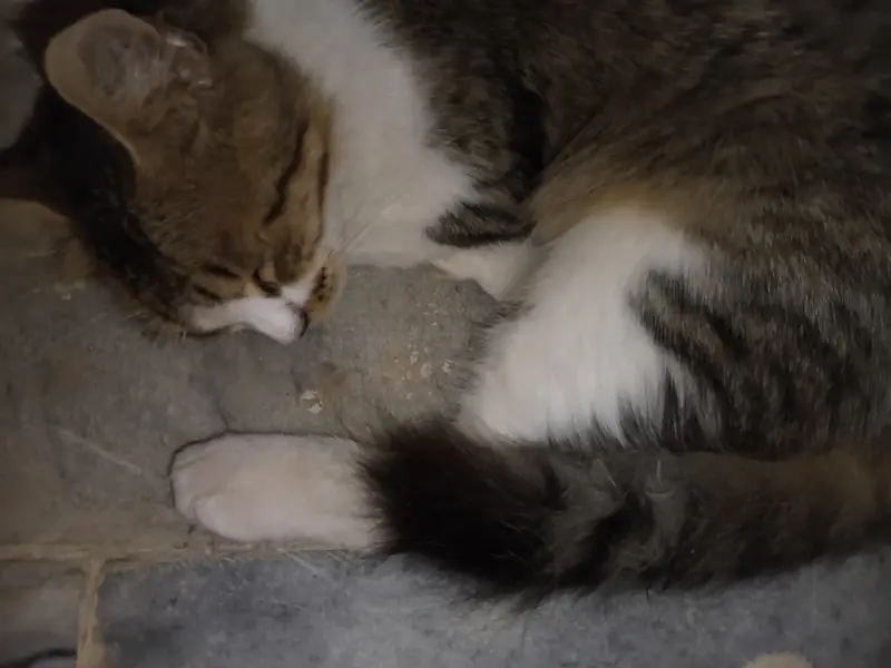 Purshian cat. Female