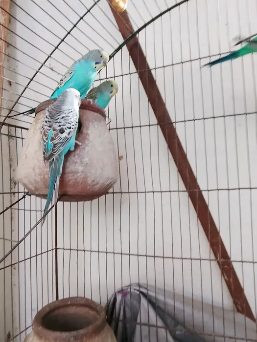 Australian parrots