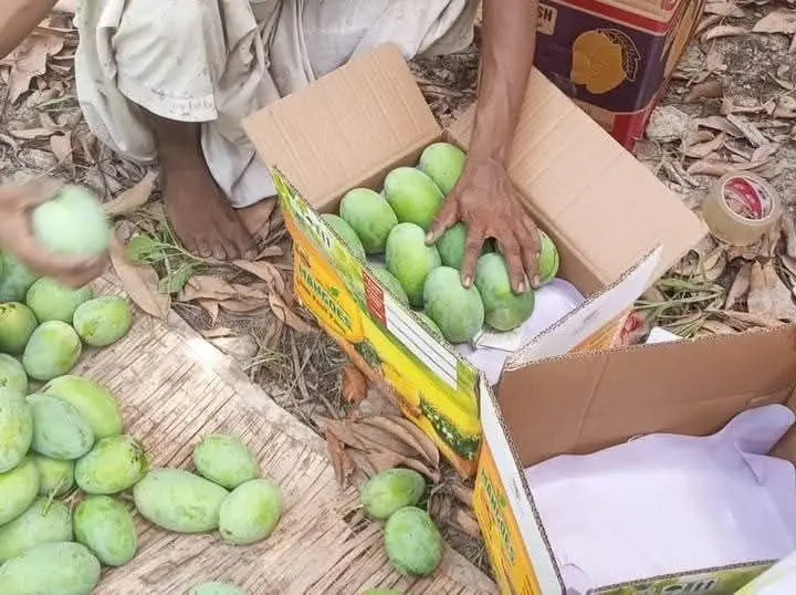 Chaunsa Mango