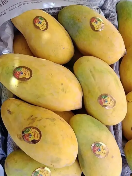 Mango
