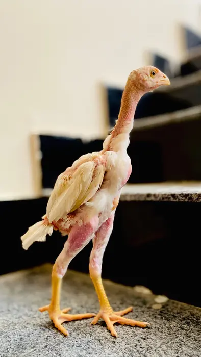 White heera chicks for sale